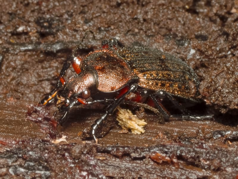 cancellatus Illiger, 1798